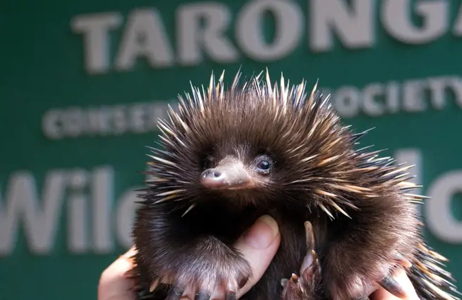Echidna with Taronga poster