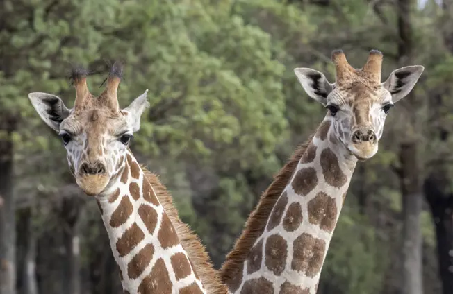 Herd of Giraffe