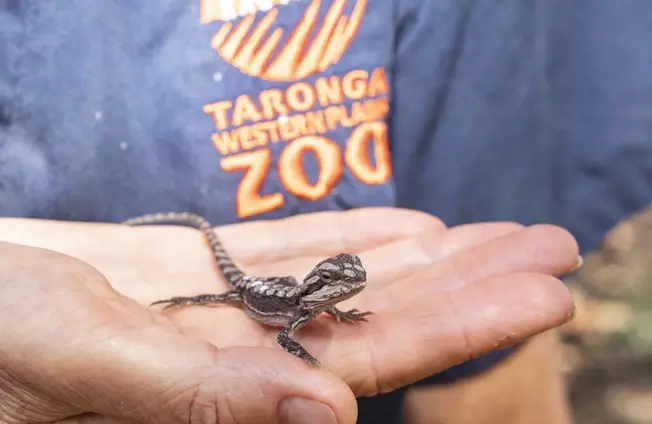 Tiny lizard on hand
