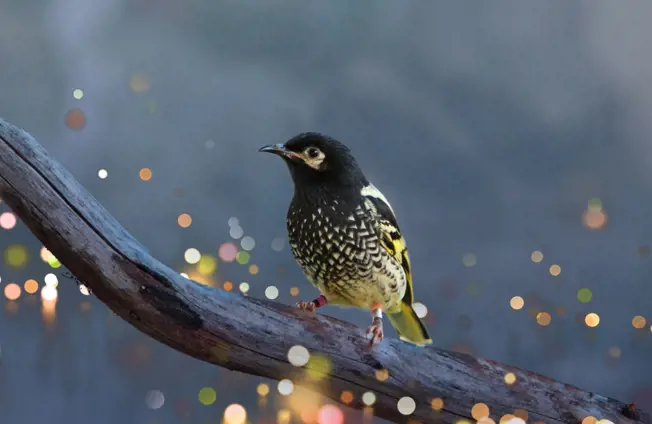 Regent Honeyeater on branch