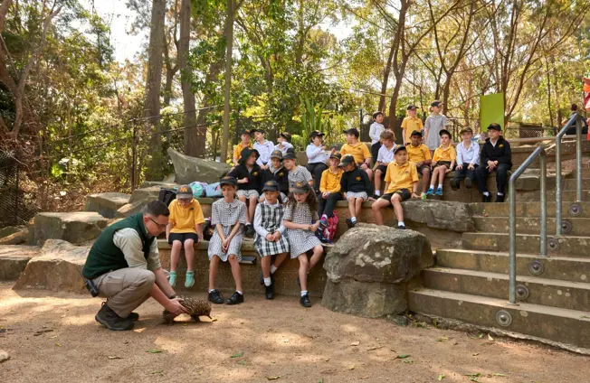 Students observing taronga teacher with echidna in backyard to bush outdoor bush ampitheater learning space