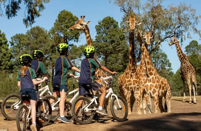 Children wearing helmets on bikes stop to watch a group of giraffes in an open range wildlife Zoo setting.
