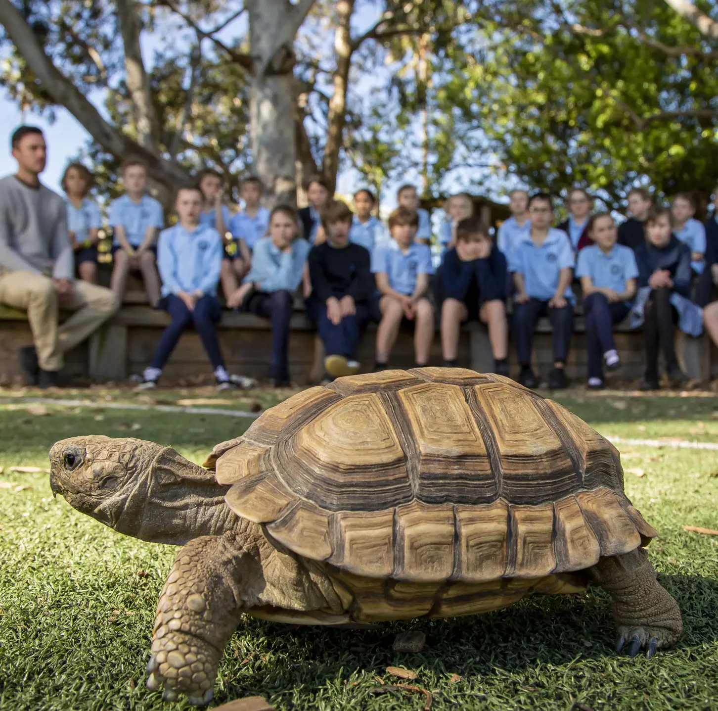 turtle walking infront of students at their school during Zoomobile incursion workshop