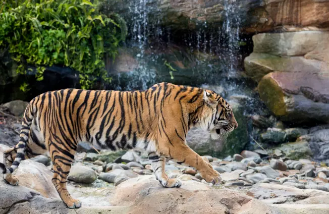 Image of 200,000 reasons to celebrate International Tiger Day