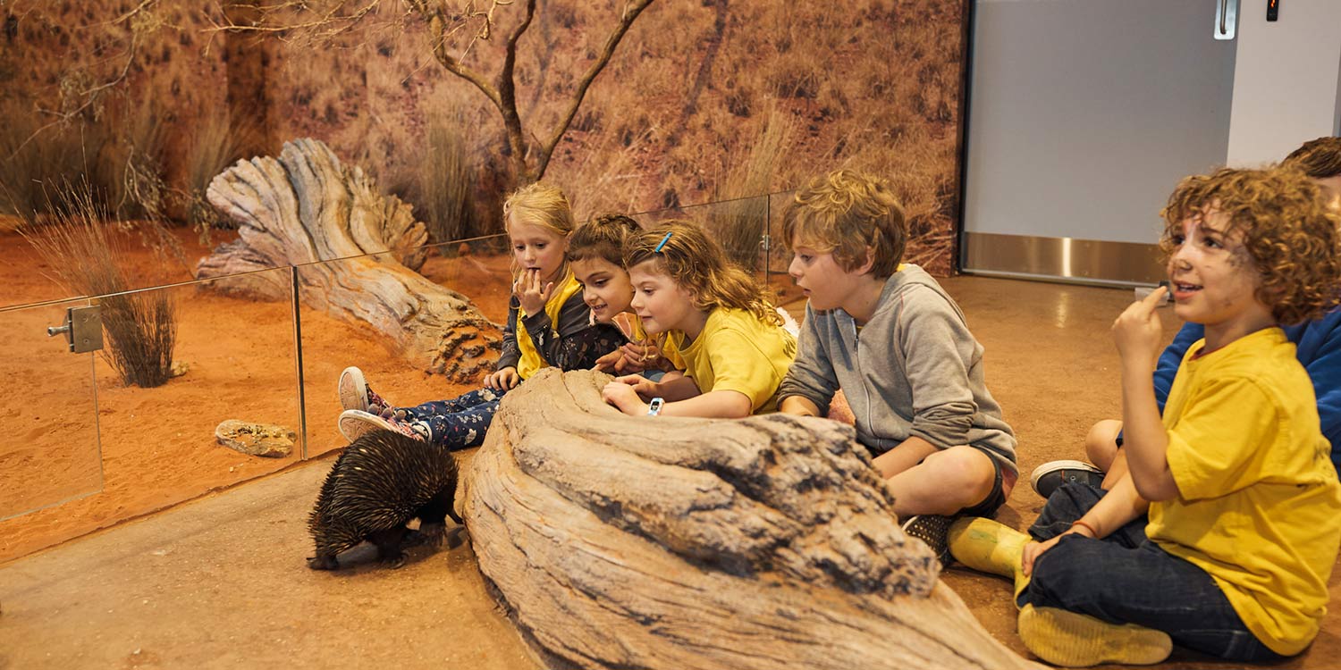 Students observing an Echidna in the Desert Classroom