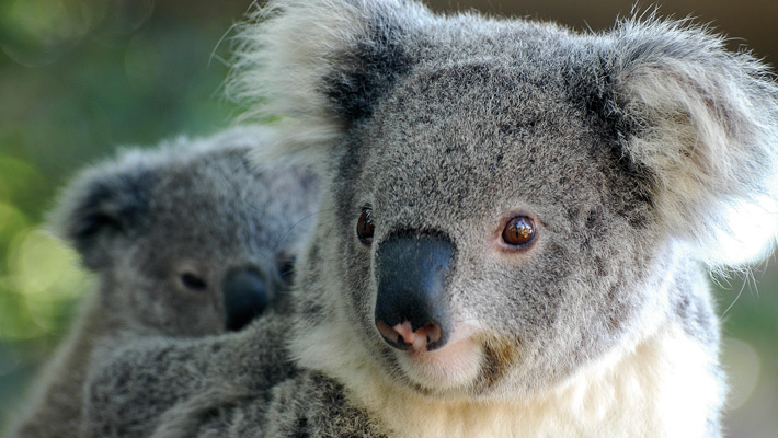 Koala with joey at Taronga Zoo Sydney.