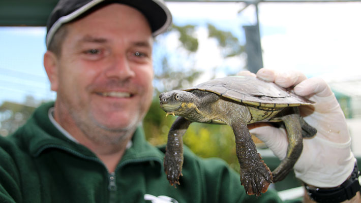 Grown Bellinger River Turtle raised by Senior Keeper Adam Skidmore