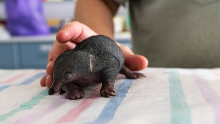 Smudge the orphaned Echidna puggle, being cared for at the Wildlife Hospital
