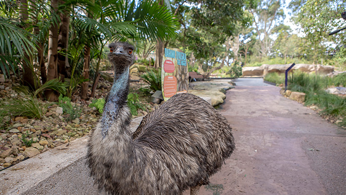 Emu at Taronga Zoo Sydney 
