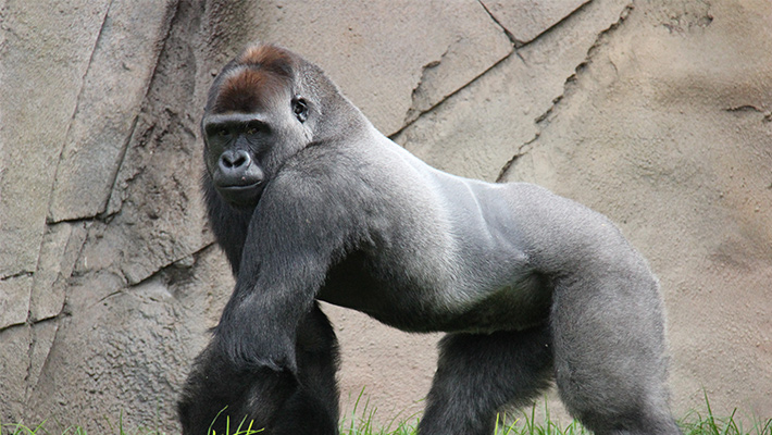 Silverback Gorilla 