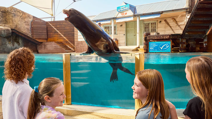 Seals for the Wild presentation