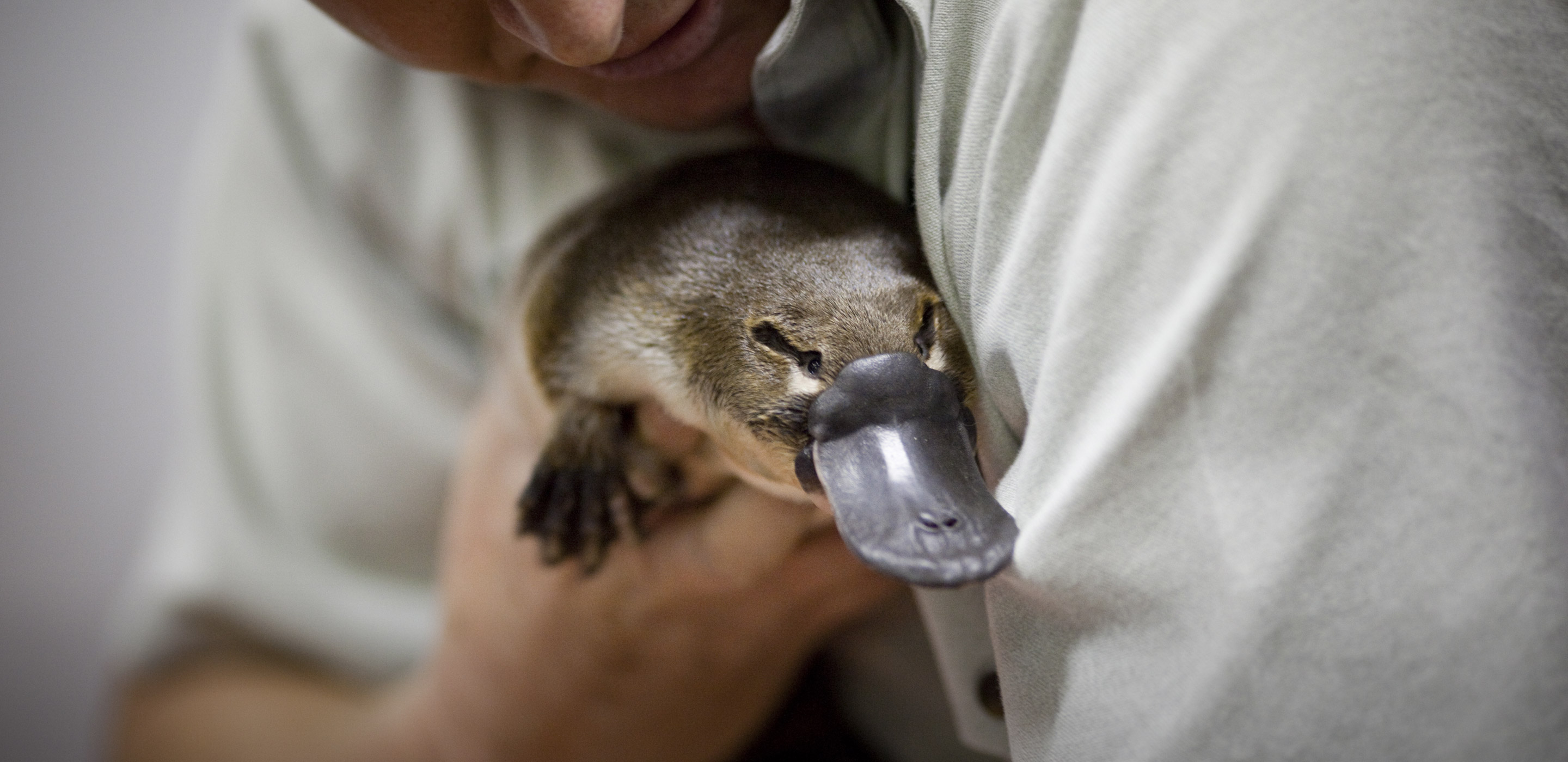 Platypus | Taronga Conservation Society Australia