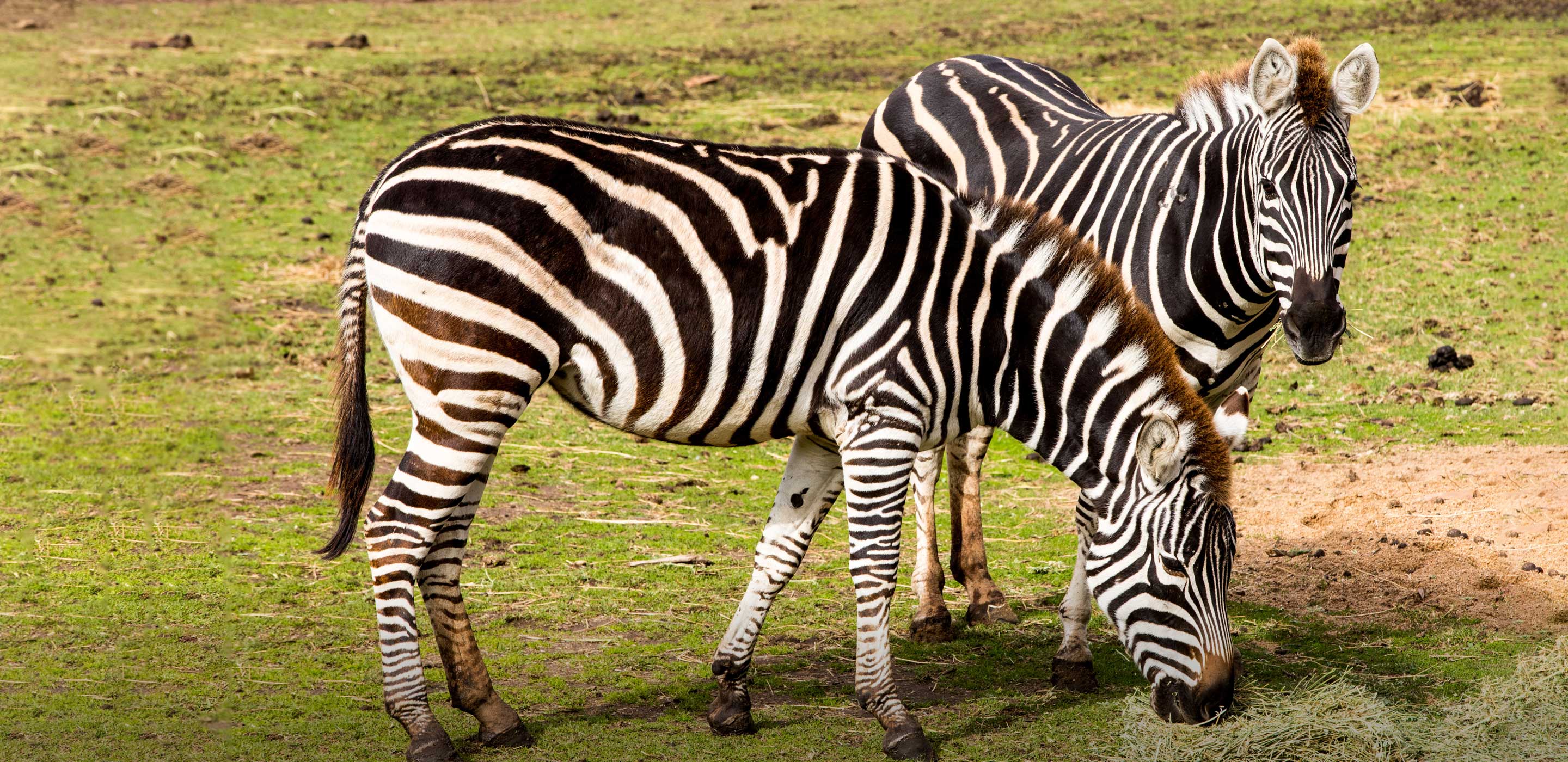 Zebra | Taronga Conservation Society Australia