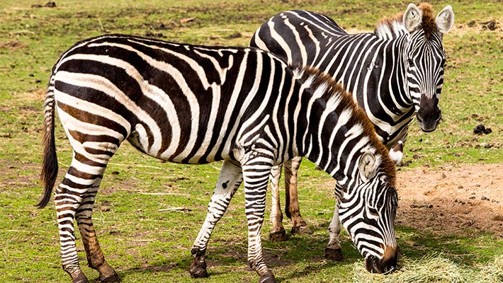 Zebras at Taronga Zoo