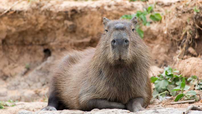 Capybaras are the largest living rodents on earth