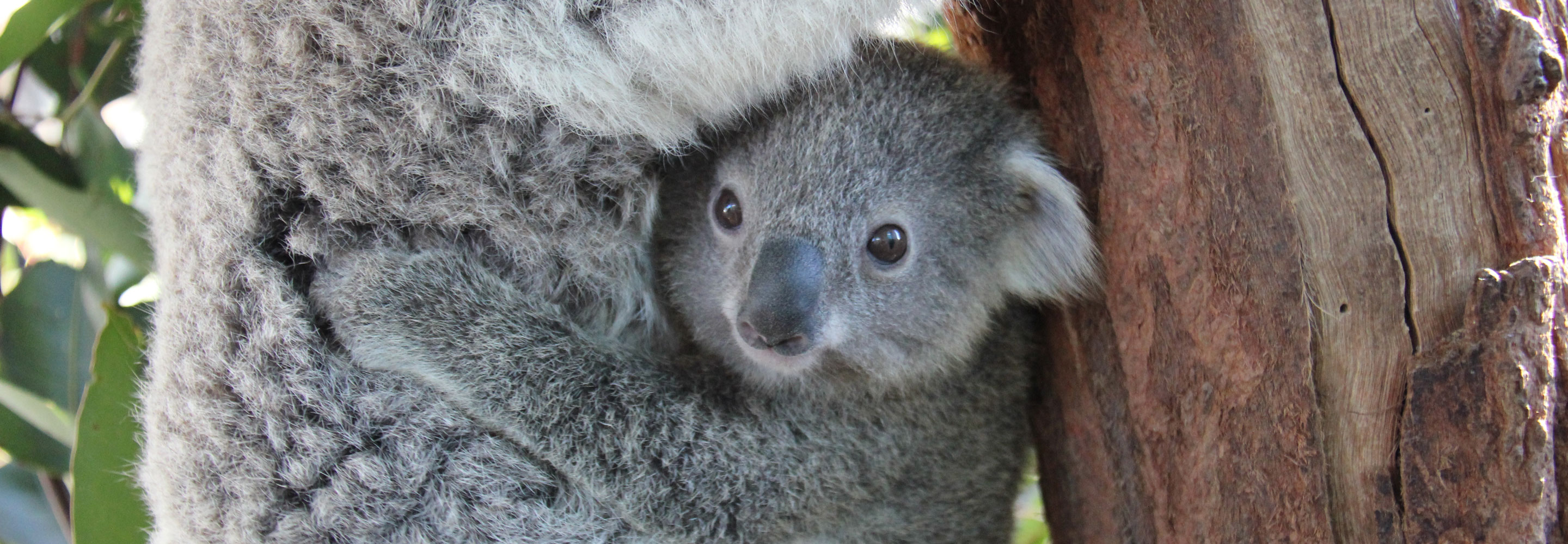 Save Our Koalas Appeal | Taronga Conservation Society Australia
