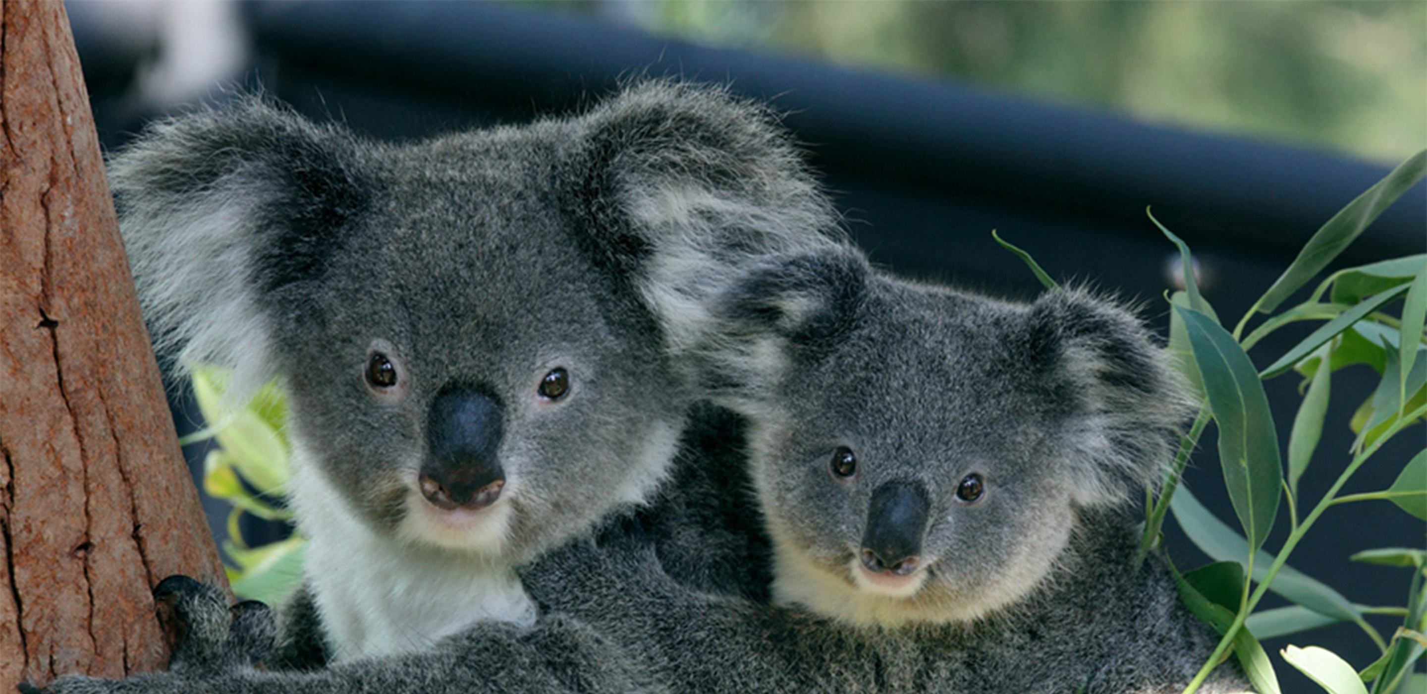 Adopt a Koala | Taronga Conservation Society Australia
