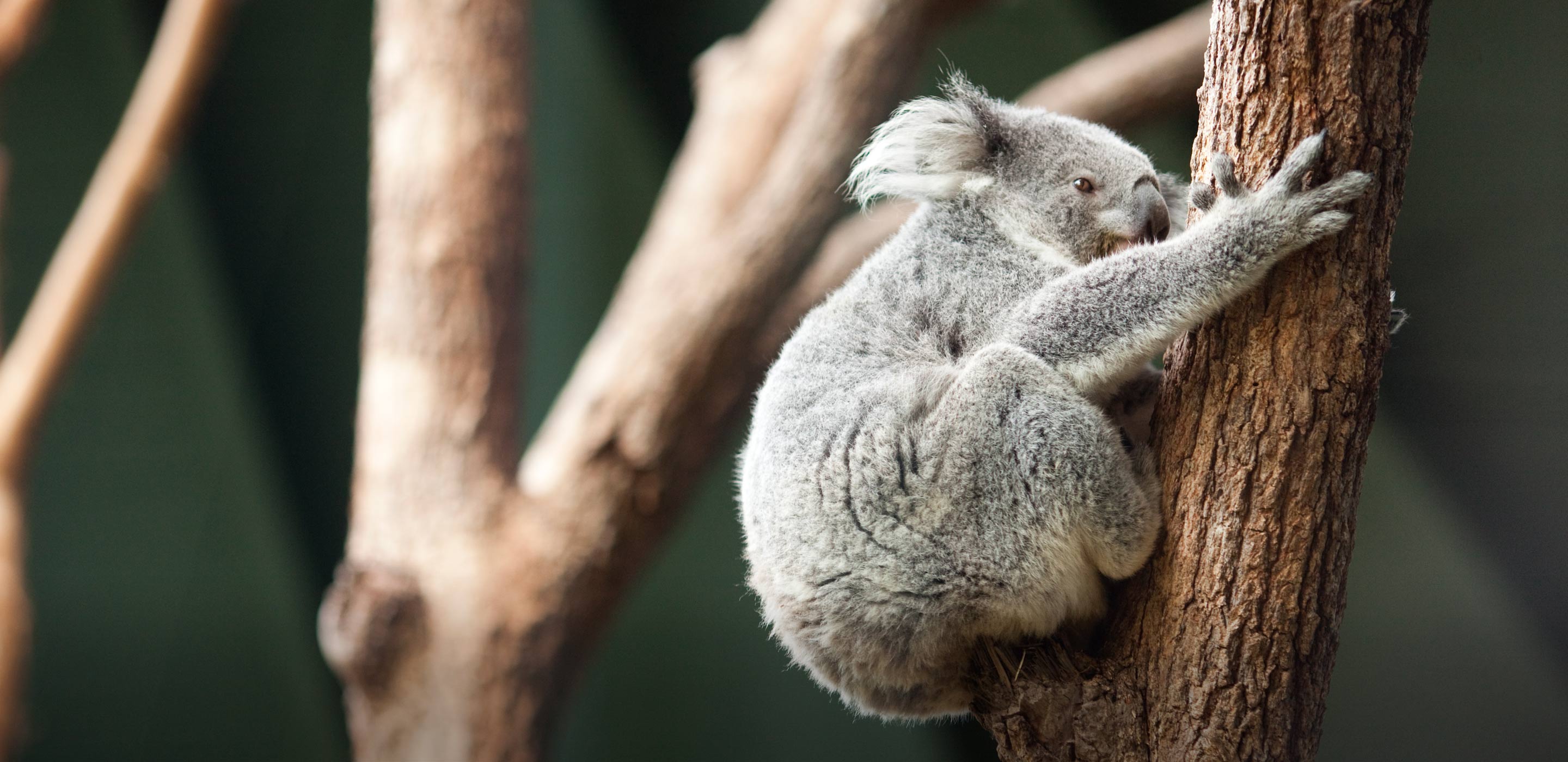 Koala | Taronga Conservation Society Australia