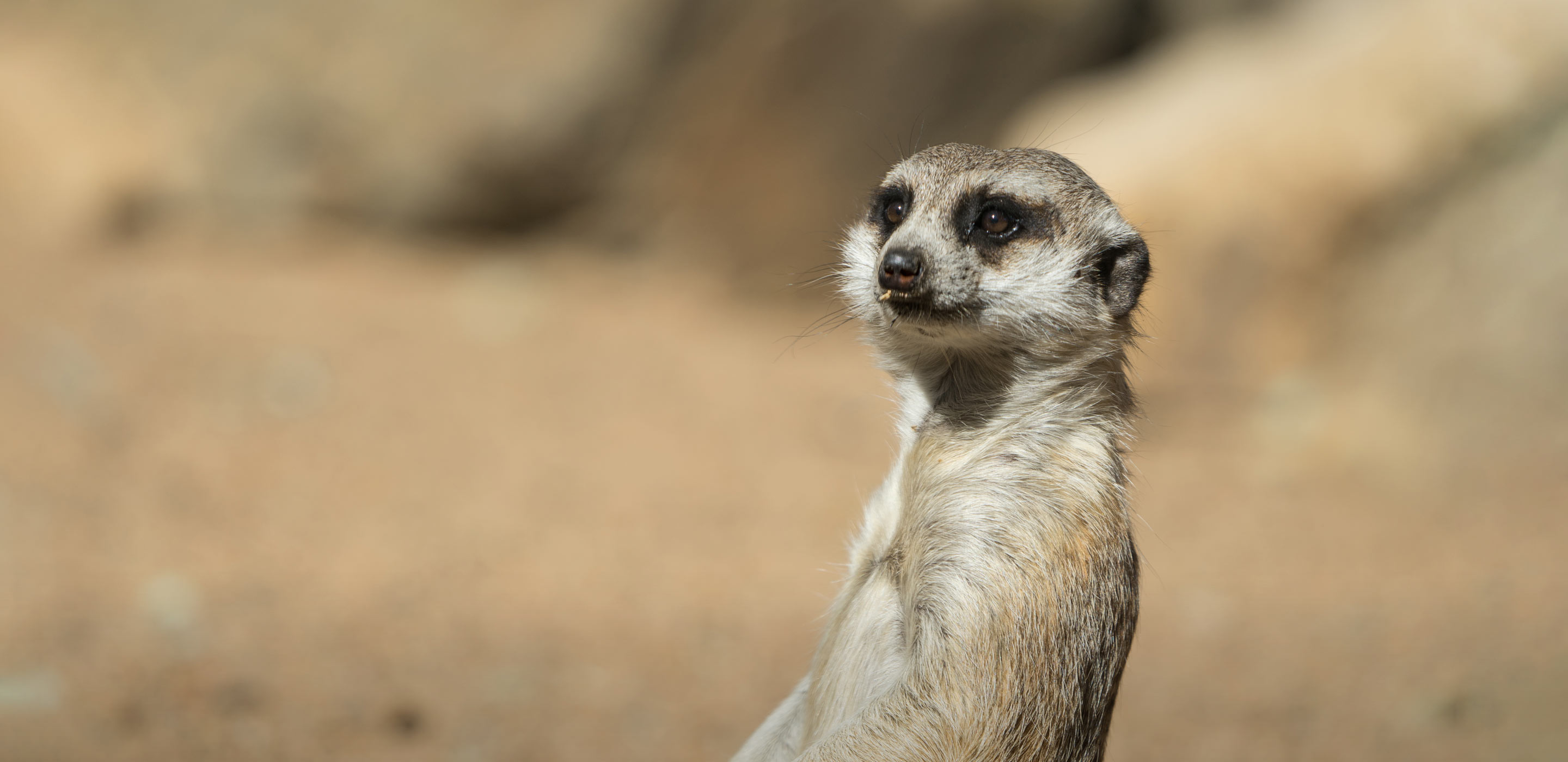 Meerkat | Taronga Conservation Society Australia