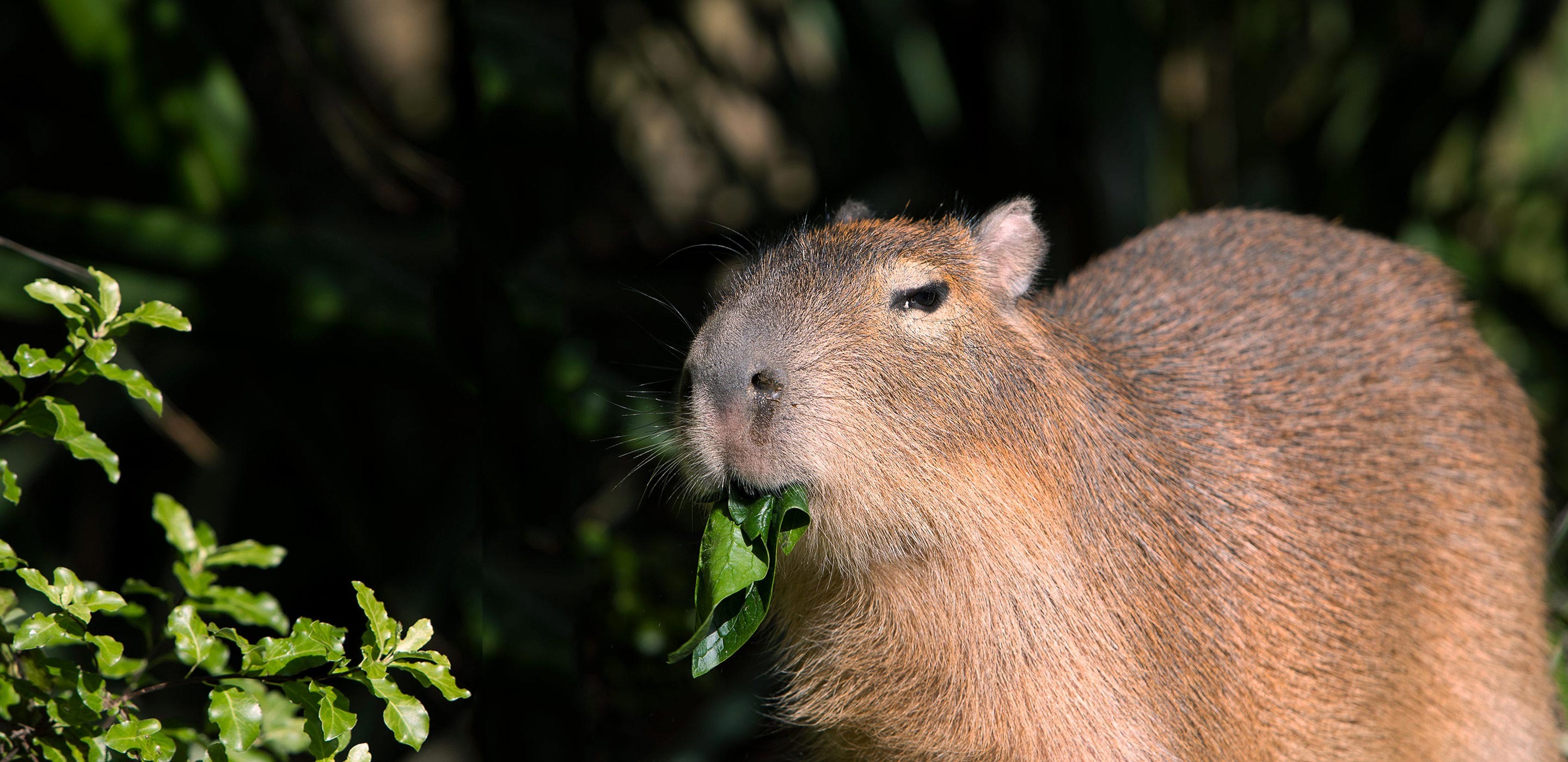 Meet Taronga's Capybaras | Taronga Conservation Society Australia
