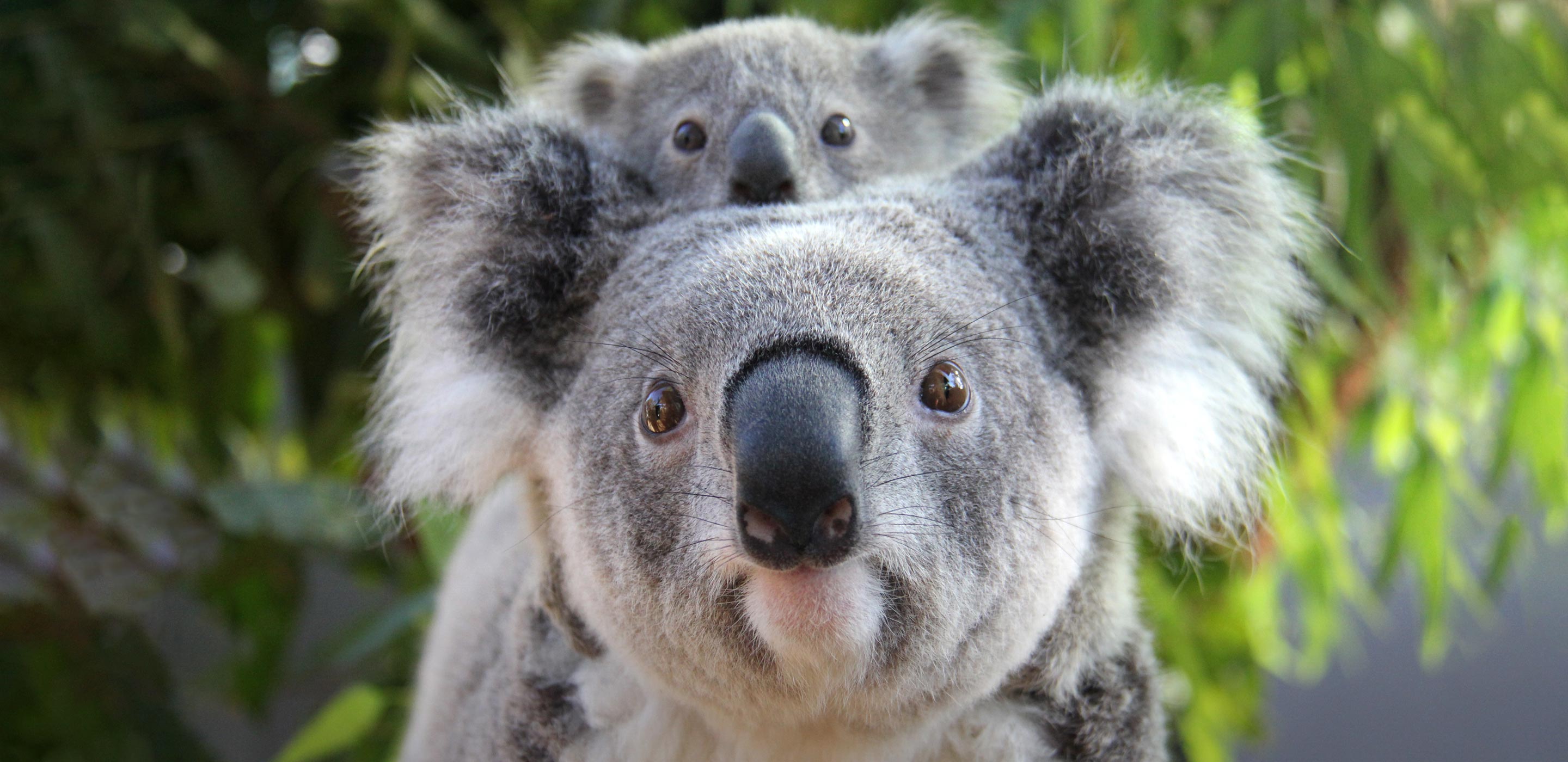 Koala Encounter | Taronga Conservation Society Australia