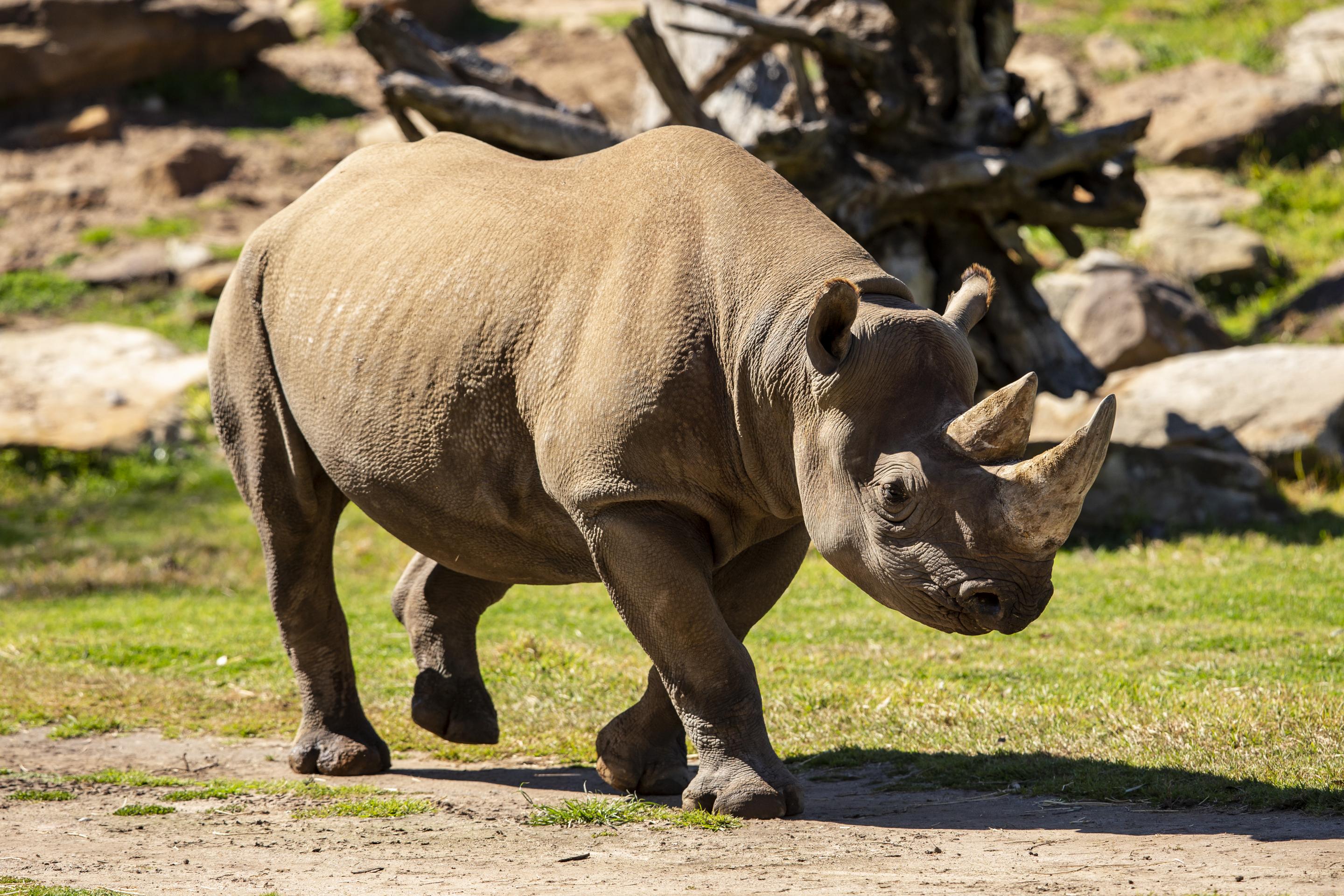 Dubbo Zoo announces pregnant Black Rhino | Taronga Conservation Society  Australia