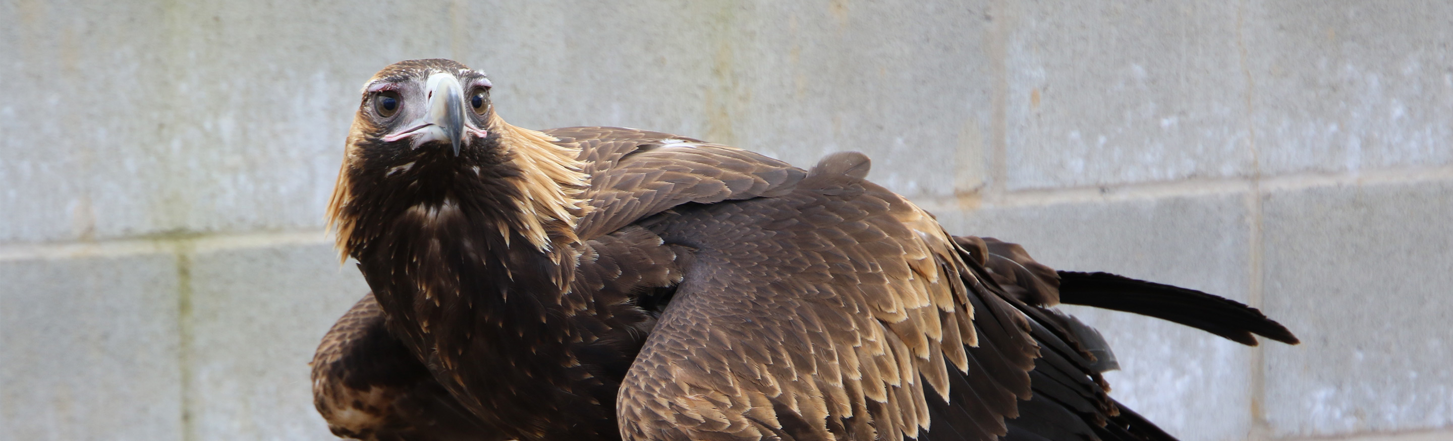 Wedge-tail Eagle Starts to Soar at Taronga Zoo 