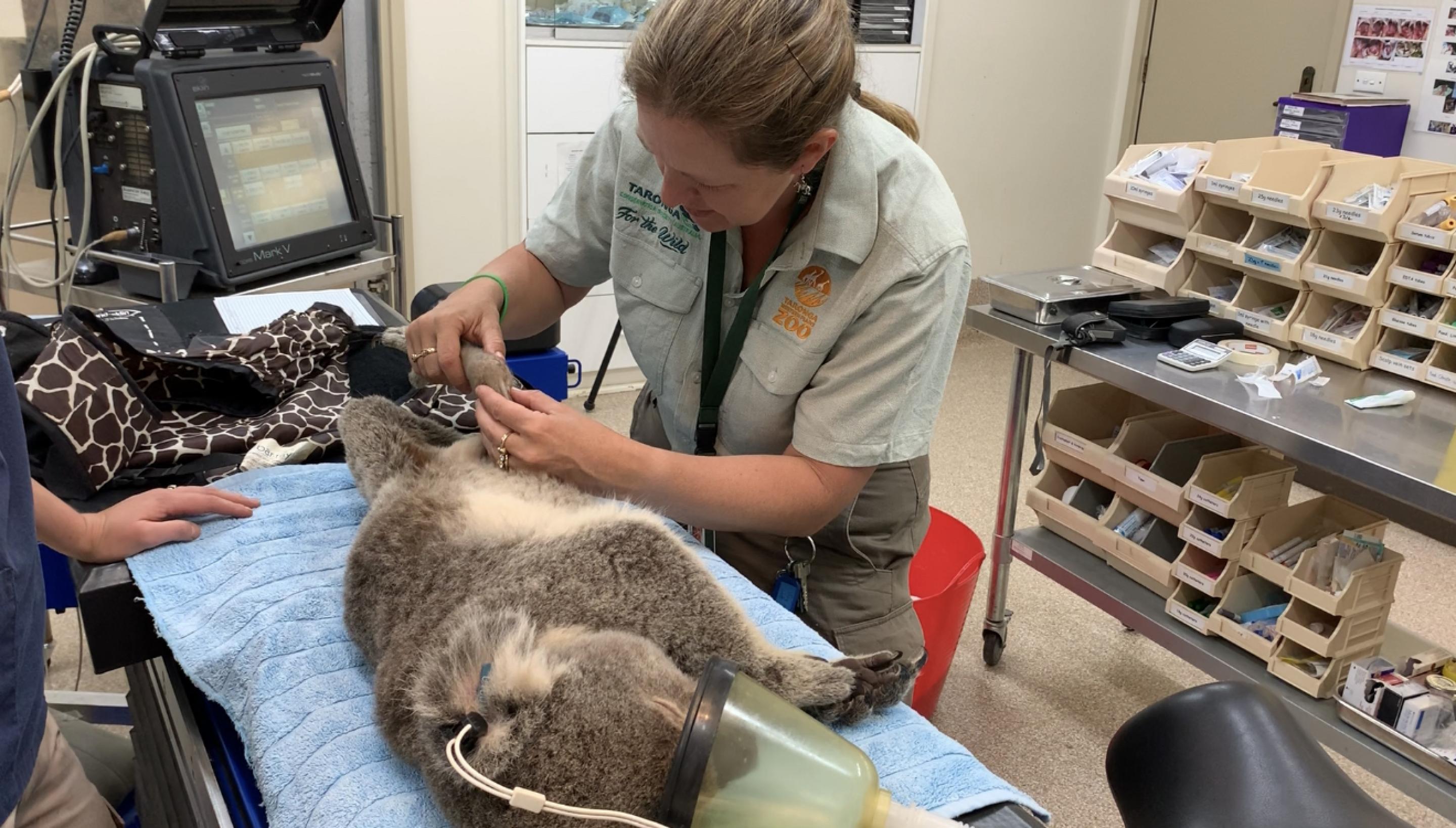 Koala in need of specialised care | Taronga Conservation Society Australia