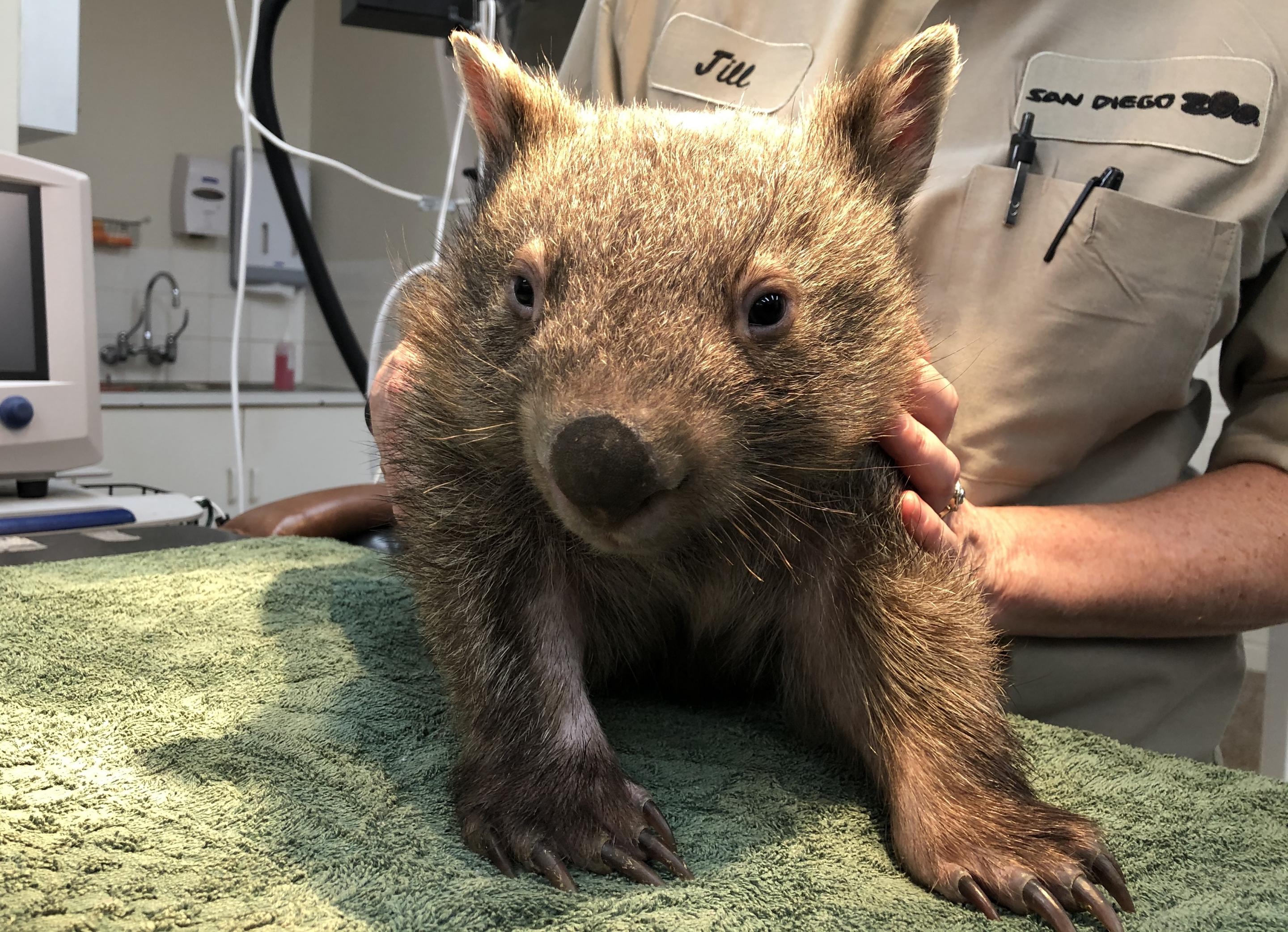 Young wombat in good hands after suffering burns | Taronga Conservation  Society Australia