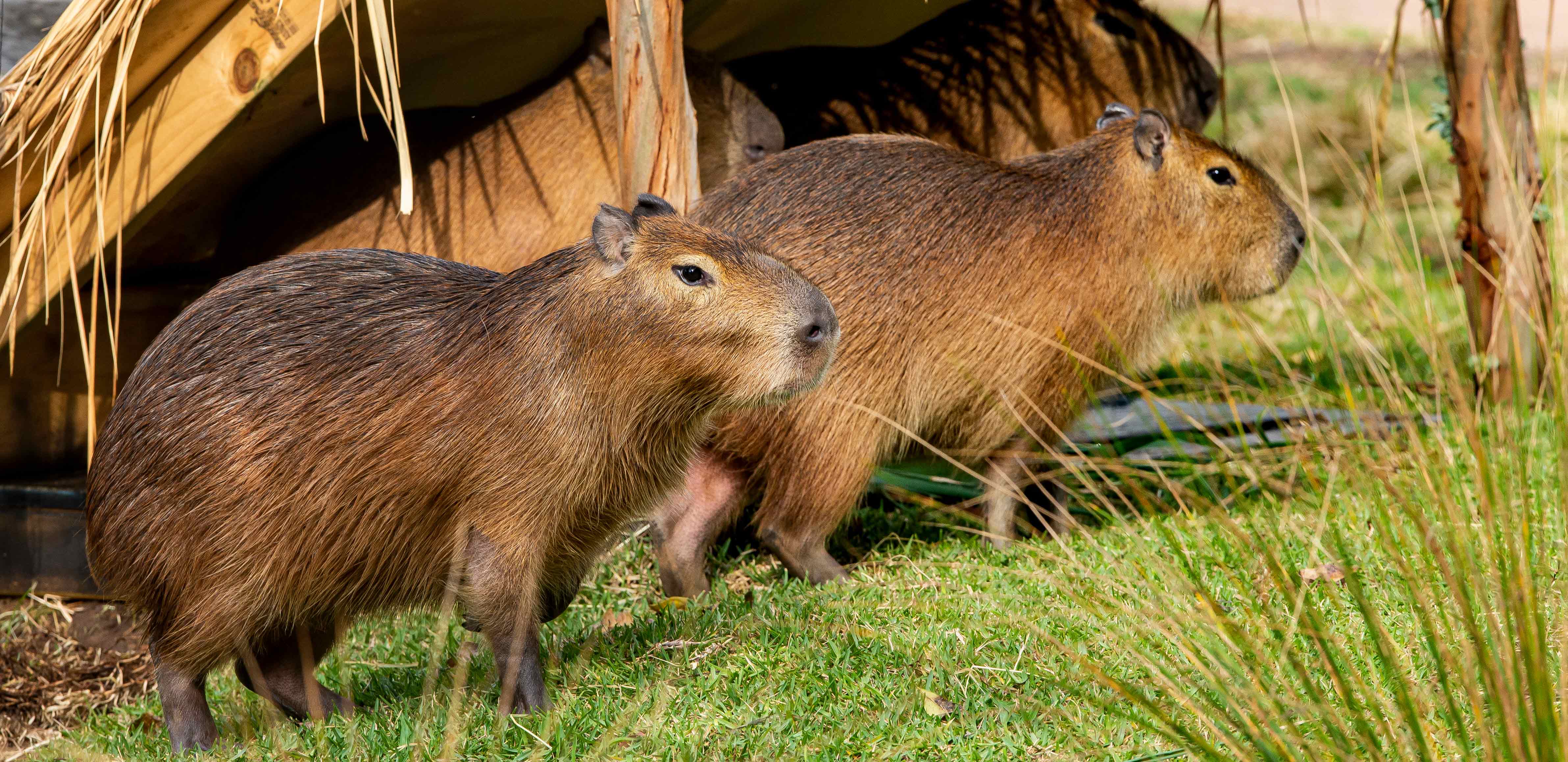 World's largest rodent finds new home at Taronga Zoo | Taronga Conservation  Society Australia