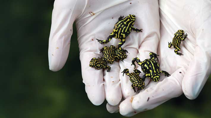 Southern Corroboree Frogs