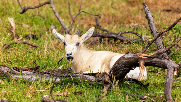 Addax Calf stashed by mother
