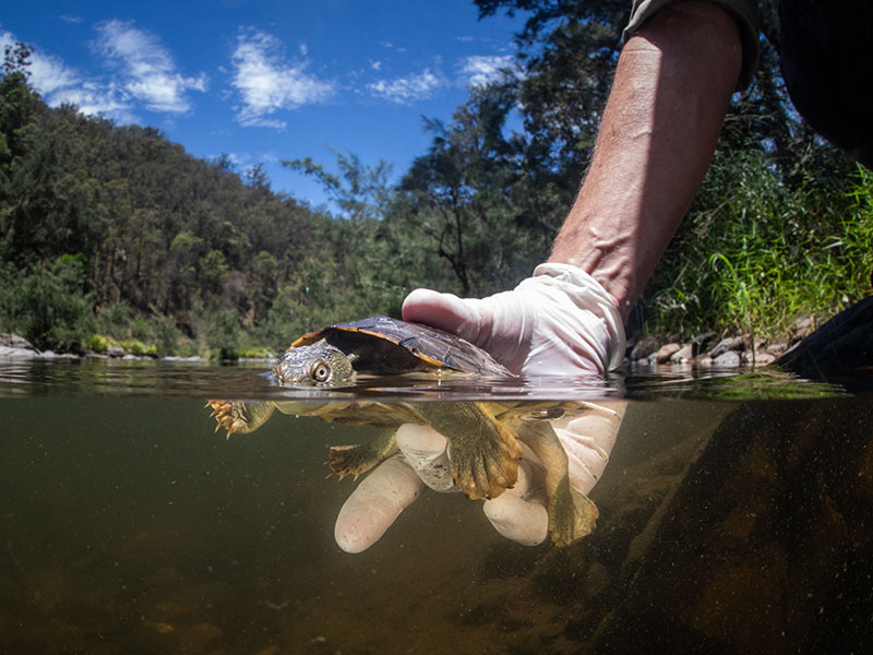 Bellinger River Turtle Release
