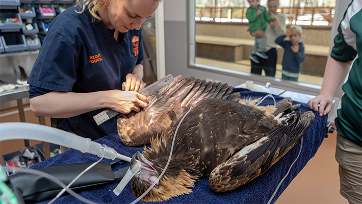 Wedge-tailed Eagle being treated at Taronga Western Plains Zoo. Photo: Rick Stevens