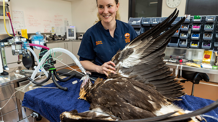 Wedge-tailed Eagle being treated at Taronga Western Plains Zoo. Photo: Rick Stevens 