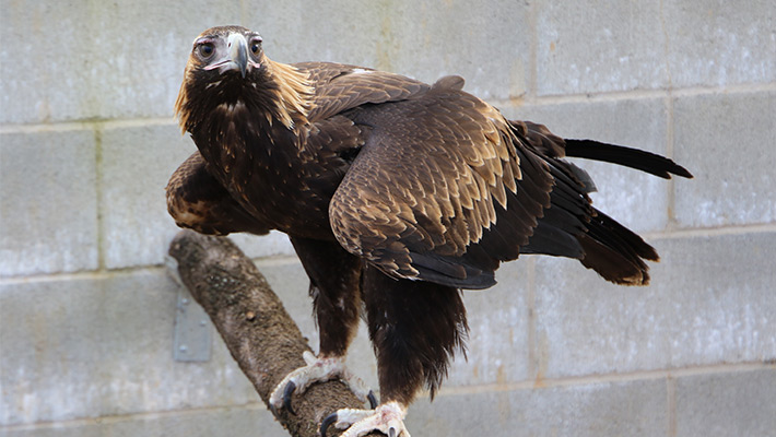 Wedge-tailed Eagle at Taronga Western Plains Zoo 