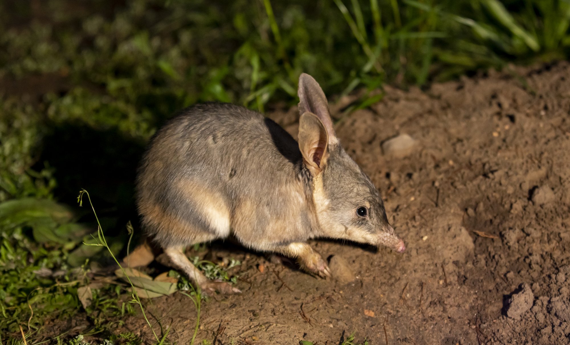 Greater Bilby 