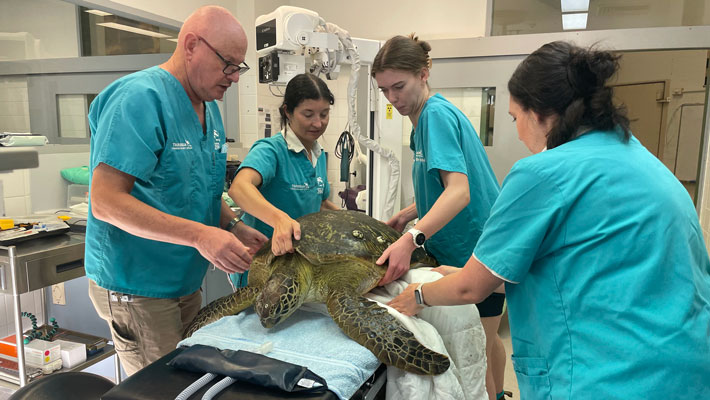 Green turtle having a check up after life-saving surgery.