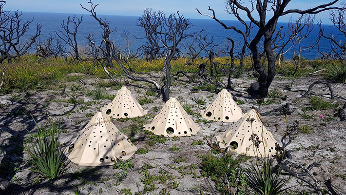 A group of Habitat Pods at North Head. Photo: Angela Rana 