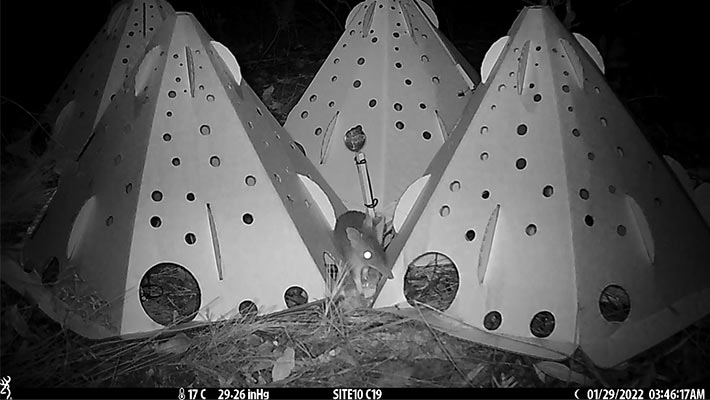 Bandicoot exploring Habitat Pods at night. Photo: Emily Hegarty 