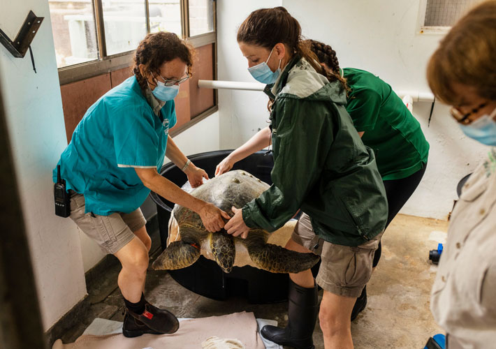 Green Turtle in care at Taronga's Wildlife Hospital, Sydney