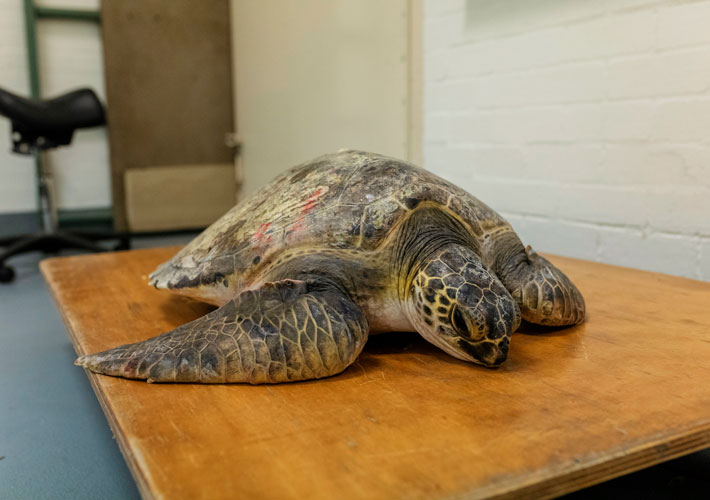 Green Turtle in care at Taronga's Wildlife Hospital, Sydney