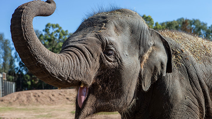Kanlaya the Elephant. Photo: Rick Stevens 
