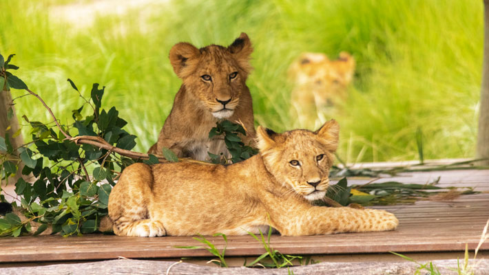 Lion cubs at Taronga Zoo Sydney