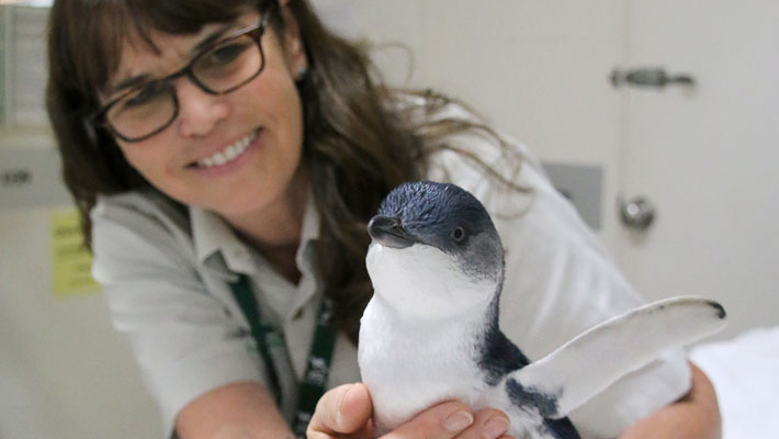 Little Ferry Penguin in care at the Wildlife Hospital