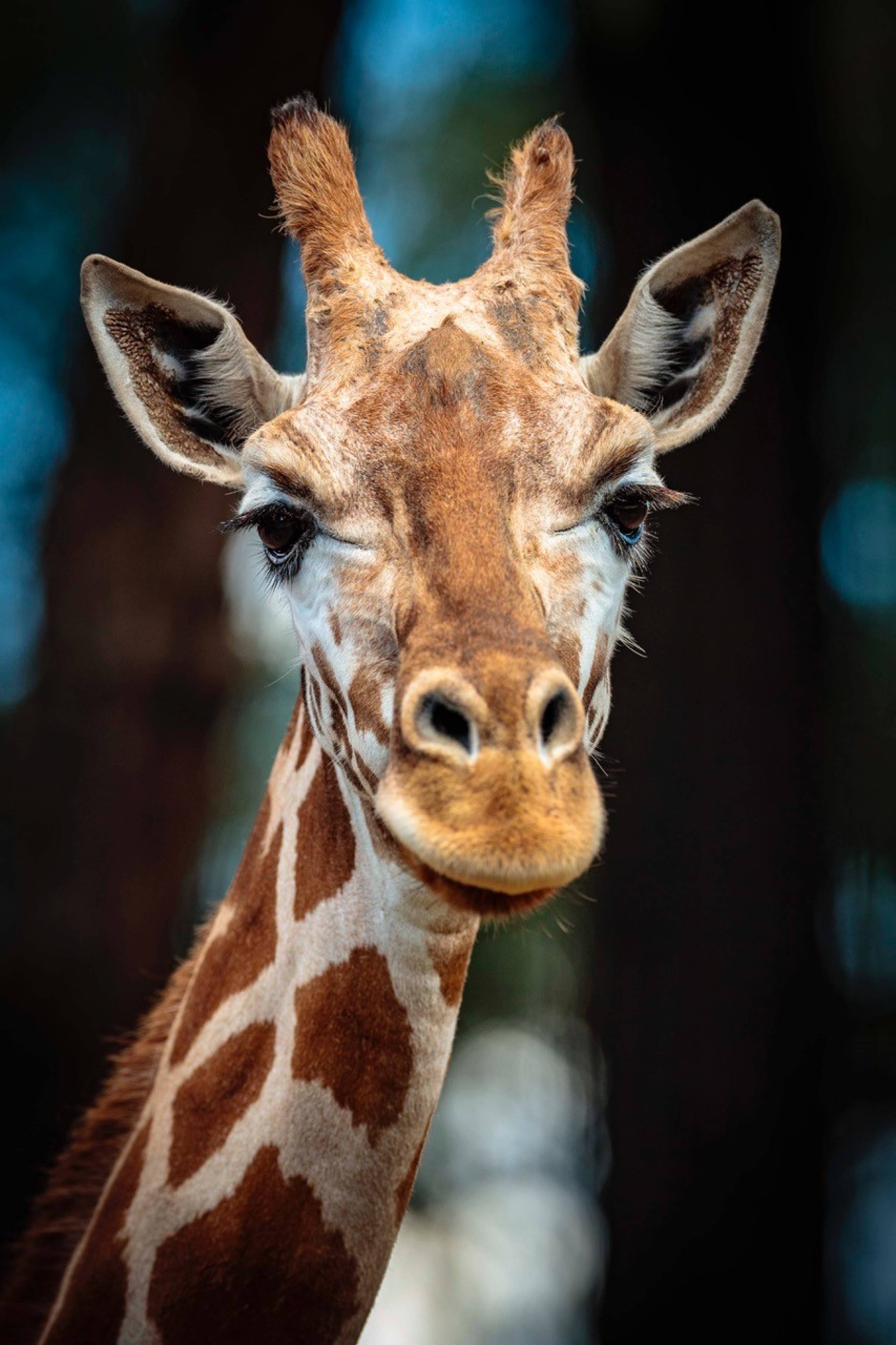 Mutangi the Giraffe Photo: Bobby-Jo Vial