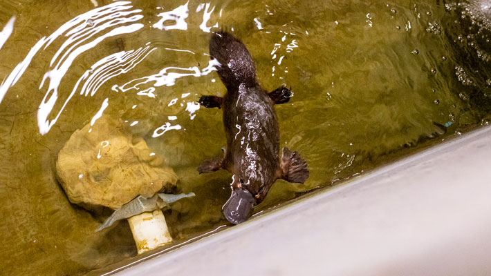 Matilda the Platypus swimming in the recovery pool
