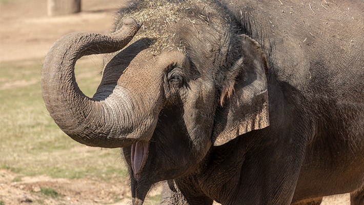 Porntip the Elephant. Photo: Rick Stevens 