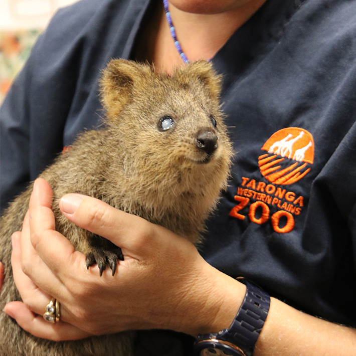 Taronga Western Plains Zoo Vet Dr Rebecca Robey with Quokka Wir