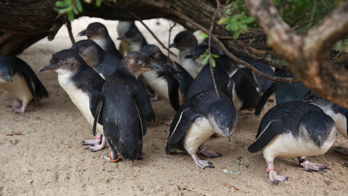 The Little Penguins are arguably some of Taronga Zoo Sydney's cutest feathered residents.